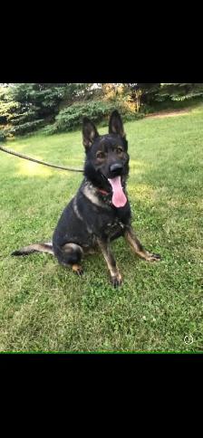 GERMAN SHEPHERD PUPPY GIRL $1500 - Photo 2