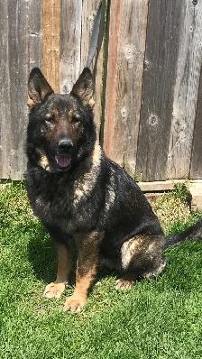 GERMAN SHEPHERD PUPPY GIRL $1500 - Photo 3