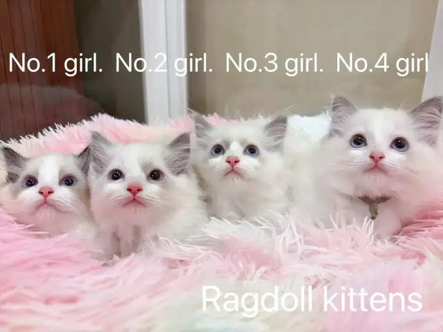 Blue eyes blue bicolor ragdoll kittens