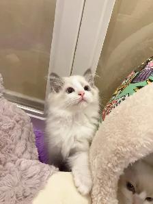 Blue eyes blue bicolor ragdoll kittens - Photo 2