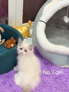 Blue eyes blue bicolor ragdoll kittens - Photo 4