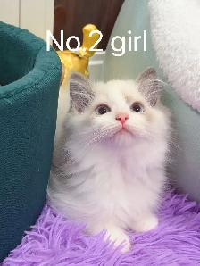 Blue eyes blue bicolor ragdoll kittens - Photo 5