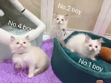 Blue eyes blue bicolor ragdoll kittens - Photo 6
