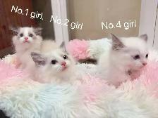 Blue eyes blue bicolor ragdoll kittens - Photo 9