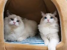 Blue eyes blue bicolor ragdoll kittens - Photo 10
