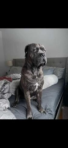 Cane corso