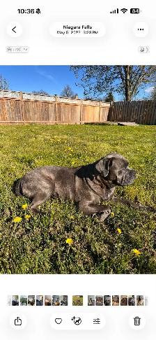 Cane corso - Photo 2