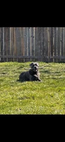 Cane corso - Photo 3