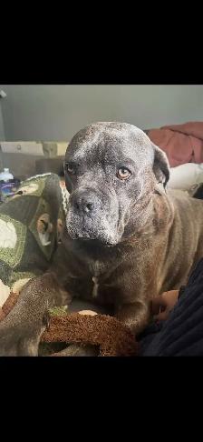 Cane corso - Photo 4