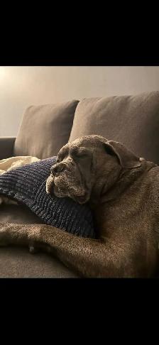 Cane corso - Photo 5