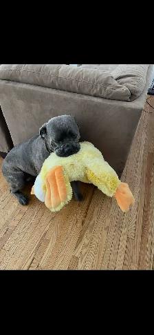 Cane corso - Photo 6