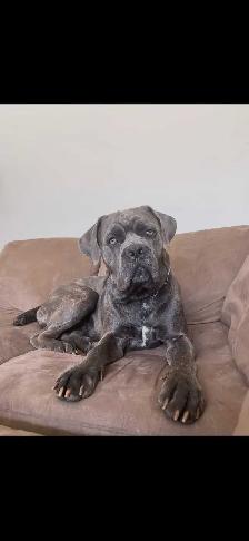 Cane corso - Photo 7