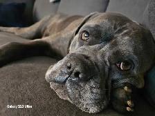 Cane corso - Photo 8
