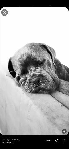 Cane corso - Photo 9