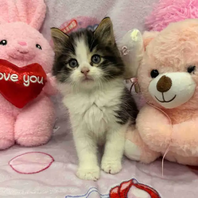 •••⭐️❤️ Siberian Kittens ❤️⭐️•••(647) 362-8118