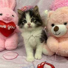 •••⭐️❤️ Siberian Kittens ❤️⭐️•••(647) 362-8118