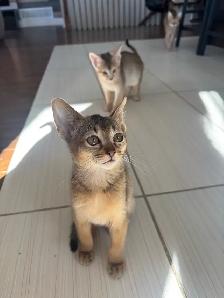 ABYSSINIAN KITTENS / CHATONS ABYSSIN - Photo 5