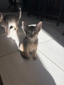 ABYSSINIAN KITTENS / CHATONS ABYSSIN - Photo 6