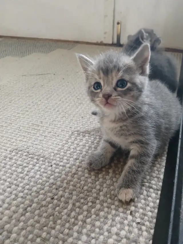 GRAY TABBY KITTENS