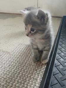 GRAY TABBY KITTENS - Photo 2