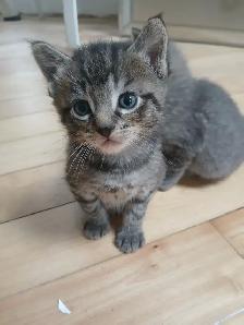 GRAY TABBY KITTENS - Photo 3