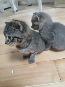 GRAY TABBY KITTENS - Photo 4