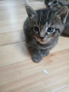 GRAY TABBY KITTENS - Photo 5