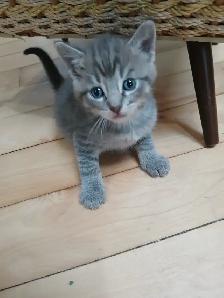 GRAY TABBY KITTENS - Photo 6