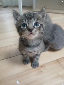 GRAY TABBY KITTENS - Photo 7