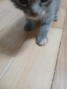 GRAY TABBY KITTENS - Photo 9