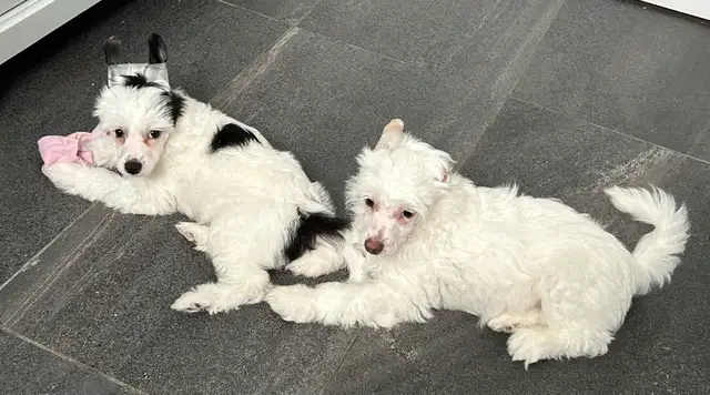 Chien chinois à crête, chinese crested dog