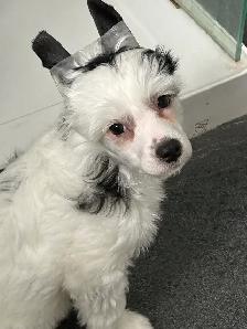 Chien chinois à crête, chinese crested dog - Photo 3
