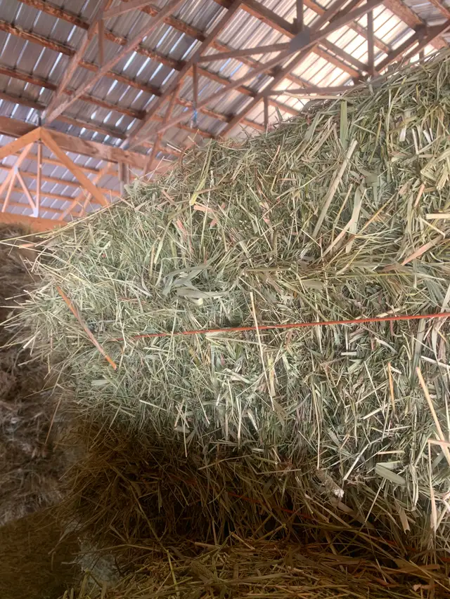 Horse quality grass hay in small square bales