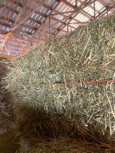 Horse quality grass hay in small square bales