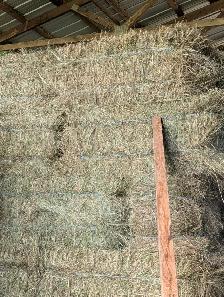 Horse quality grass hay in small square bales - Photo 3