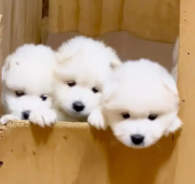 ❤️ EUROPEAN TEDDY BEAR SAMOYED PUPPIES - GTA VISITATIONS OPEN