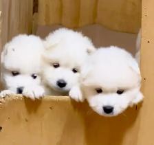 ❤️ EUROPEAN TEDDY BEAR SAMOYED PUPPIES - GTA VISITATIONS OPEN