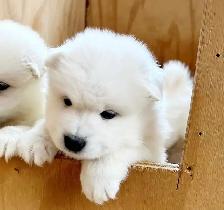 ❤️ EUROPEAN TEDDY BEAR SAMOYED PUPPIES - GTA VISITATIONS OPEN - Photo 2