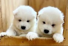 ❤️ EUROPEAN TEDDY BEAR SAMOYED PUPPIES - GTA VISITATIONS OPEN - Photo 3