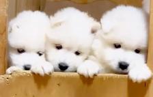 ❤️ EUROPEAN TEDDY BEAR SAMOYED PUPPIES - GTA VISITATIONS OPEN - Photo 4