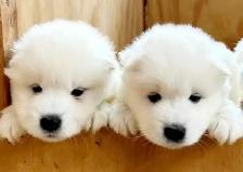 ❤️ EUROPEAN TEDDY BEAR SAMOYED PUPPIES - GTA VISITATIONS OPEN - Photo 5