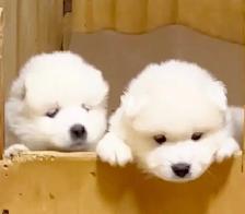 ❤️ EUROPEAN TEDDY BEAR SAMOYED PUPPIES - GTA VISITATIONS OPEN - Photo 6