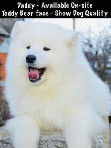 ❤️ EUROPEAN TEDDY BEAR SAMOYED PUPPIES - GTA VISITATIONS OPEN - Photo 7