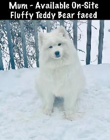 ❤️ EUROPEAN TEDDY BEAR SAMOYED PUPPIES - GTA VISITATIONS OPEN - Photo 8