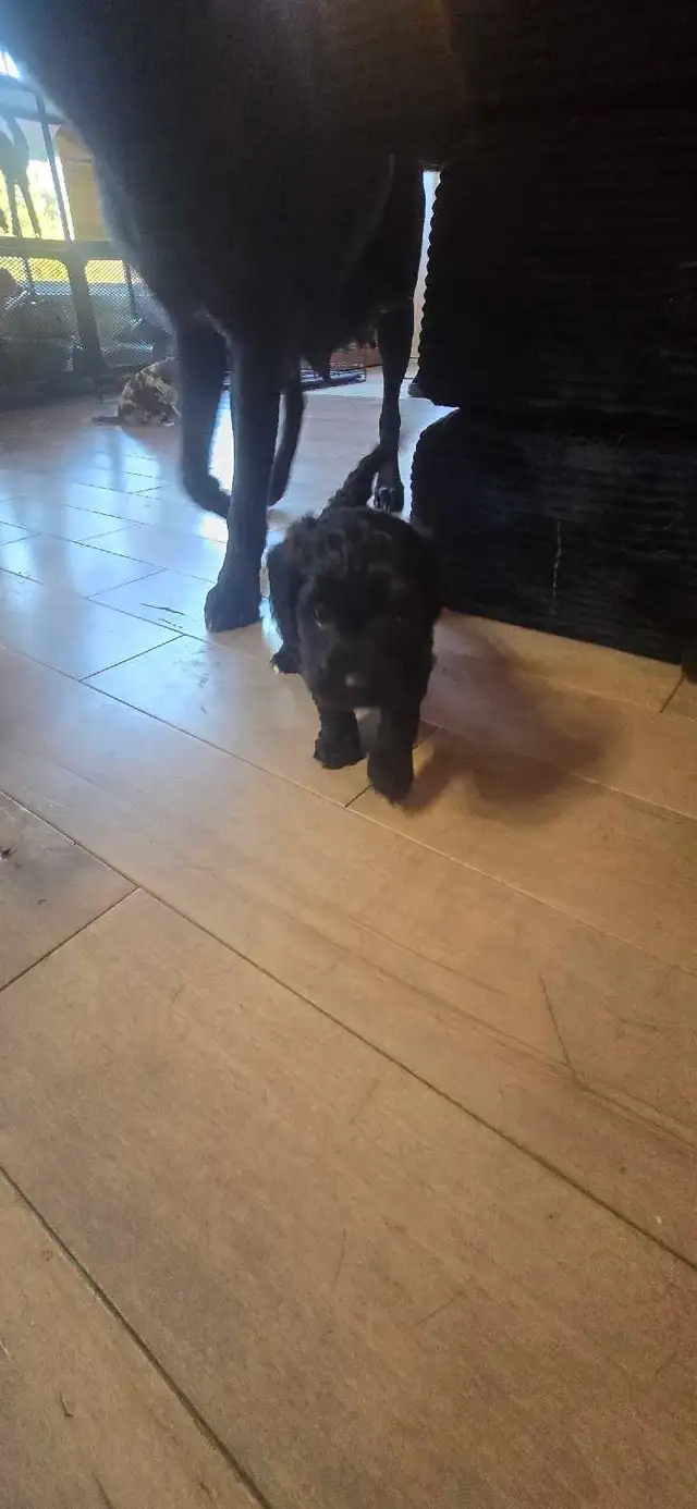 Labradoodle