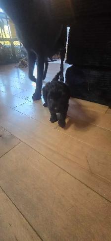 Labradoodle