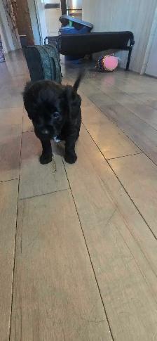 Labradoodle - Photo 2