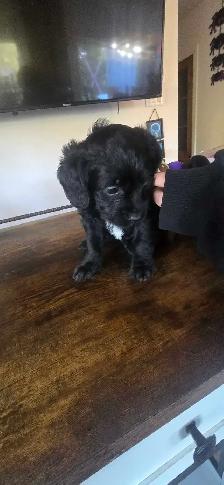 Labradoodle - Photo 3