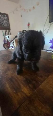 Labradoodle - Photo 4