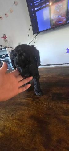 Labradoodle - Photo 5